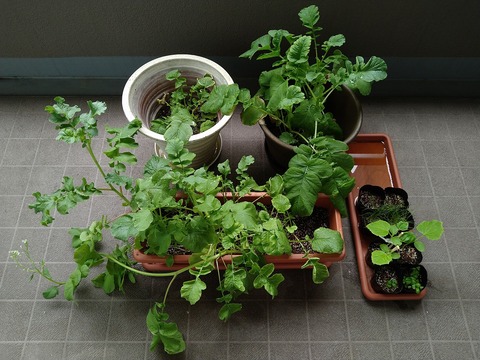 image-Home-Garden-Challenge-Radish_0611_1