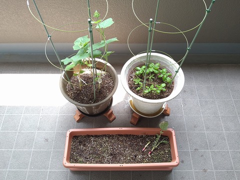 image-Home-Garden-Challenge-Radish_0706_1
