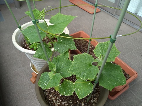 image-Home-Garden-Challenge-Radish_0704_3