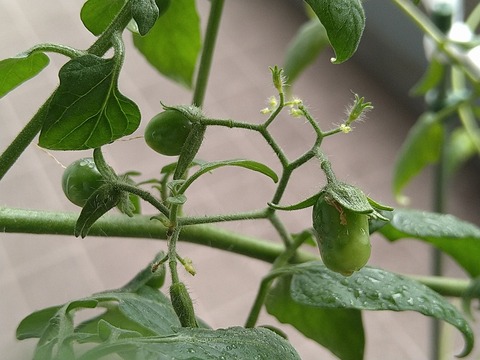 image-Home-Garden-Challenge-Cucumber_0928_3