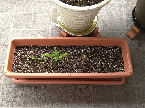 image-Home-Garden-Challenge-Cucumber_0811_5