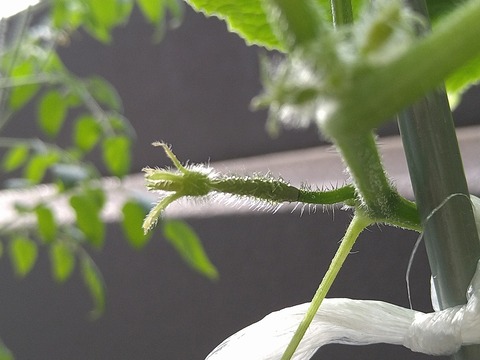 image-Home-Garden-Challenge-Cucumber_0926_4