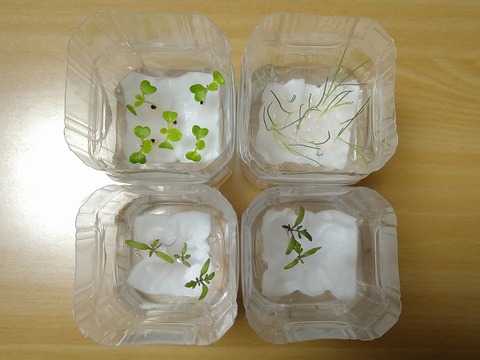 image-Plastic-bottle-hydroponic-cultivation_1221_2