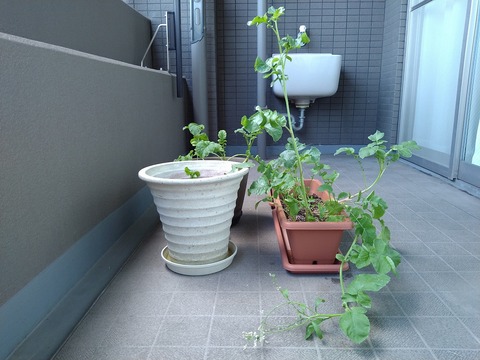 image-Home-Garden-Challenge-Radish_0618_4