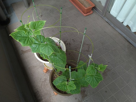 image-Home-Garden-Challenge-Cucumber_0712_4