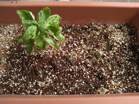 image-Home-Garden-Challenge-Cucumber_0911_4