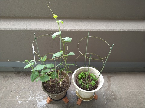 image-Home-Garden-Challenge-Cucumber_0711_1