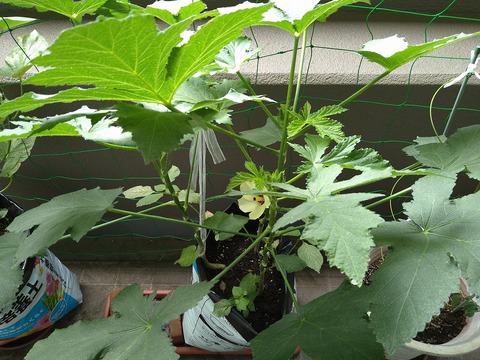 image-The-okra-flower-has-bloomed_1