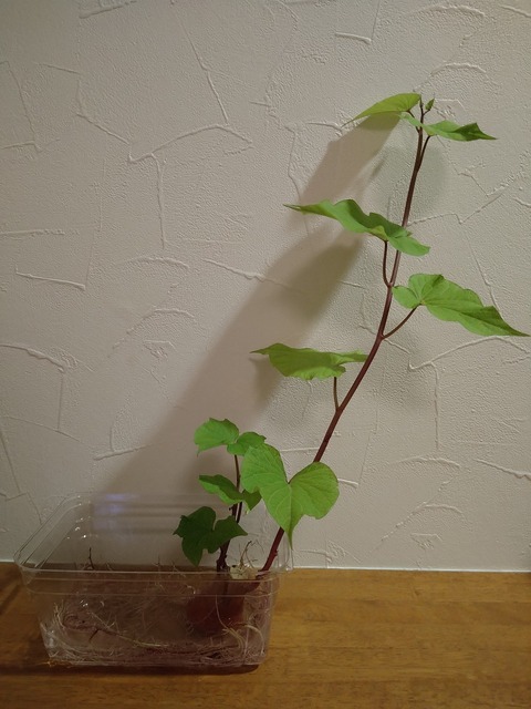 image-Sweet-potato-seedlings-have-grown