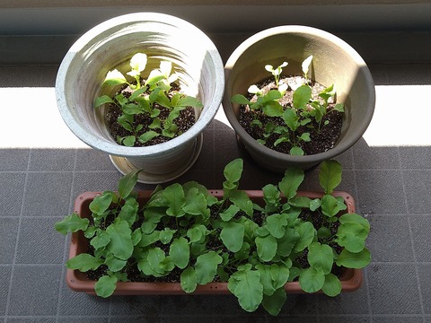 image-Home-Garden-Challenge-Radish_0430_1