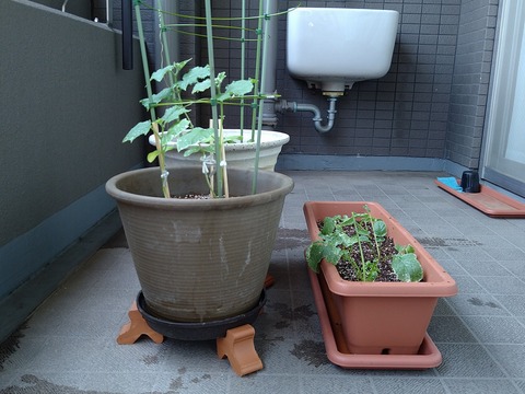 image-Home-Garden-Challenge-Radish_0630_4