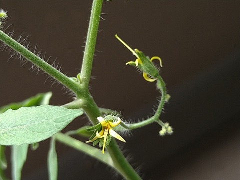 image-Home-Garden-Challenge-Cucumber_0912_2