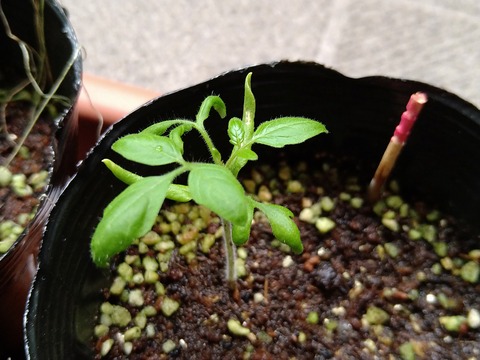 image-Home-Garden-Challenge-Radish_0626_2