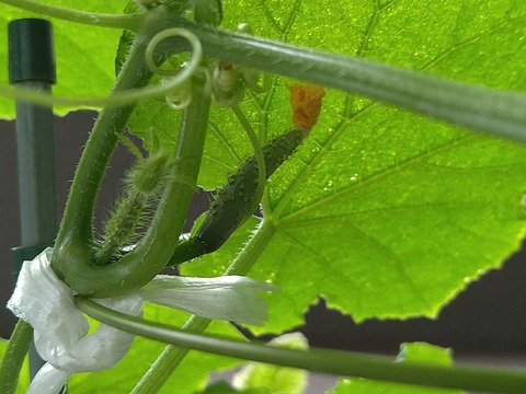 image-Home-Garden-Challenge-Cucumber_1004_4