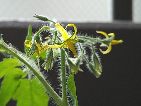 image-Home-Garden-Challenge-Cucumber_1008_3