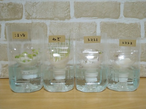 image-Plastic-bottle-hydroponic-cultivation_1230_1
