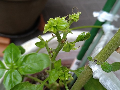 image-Home-Garden-Challenge-Cucumber_1024_3