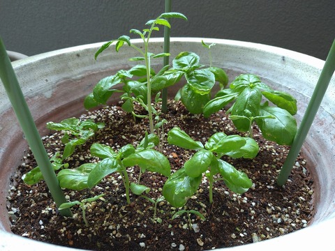 image-Home-Garden-Challenge-Cucumber_0707_2