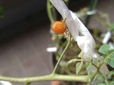 image-Home-Garden-Challenge-Cucumber_1026_2