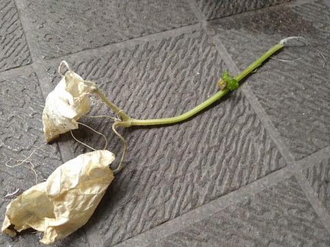 image-Home-Garden-Challenge-Cucumber_0929_5