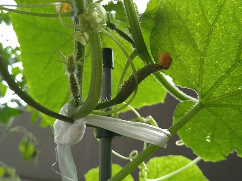 image-Home-Garden-Challenge-Cucumber_1008_4