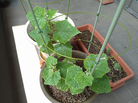 image-Home-Garden-Challenge-Radish_0705_3