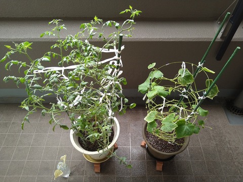 image-Home-Garden-Challenge-Cucumber_0923_1