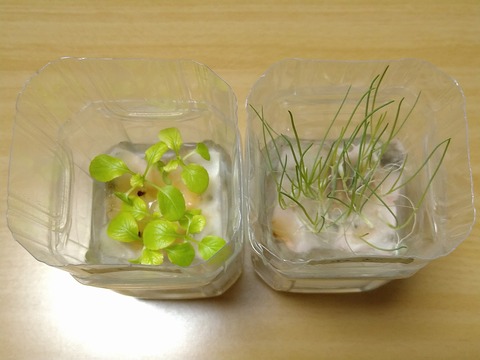 image-Plastic-bottle-hydroponic-cultivation_0128_2