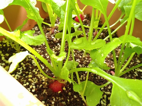 image-Home-Garden-Challenge-Radish_0506_2