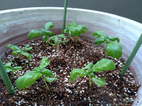 image-Home-Garden-Challenge-Radish_0628_3