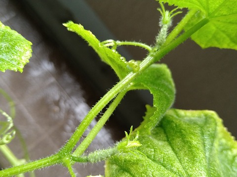 image-Home-Garden-Challenge-Cucumber_0913_3