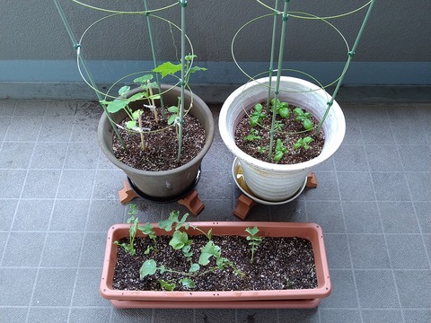 image-Home-Garden-Challenge-Radish_0629_1
