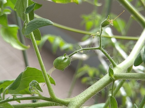 image-Home-Garden-Challenge-Cucumber_0925_3