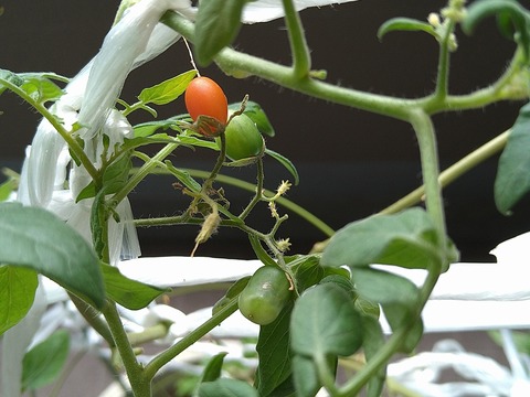 image-Home-Garden-Challenge-Cucumber_1011_2