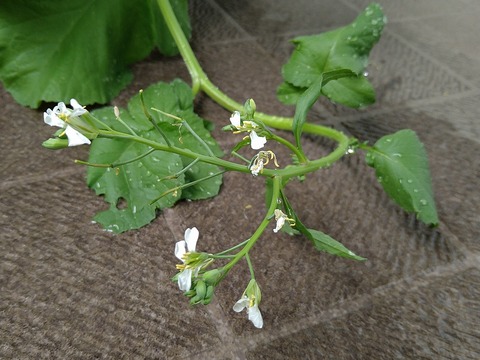 image-Home-Garden-Challenge-Radish_0609_3