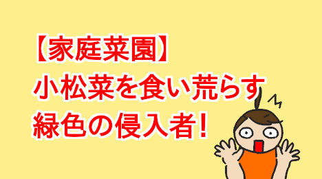 blog-title-Green-invaders-devouring-the-komatsuna-greens