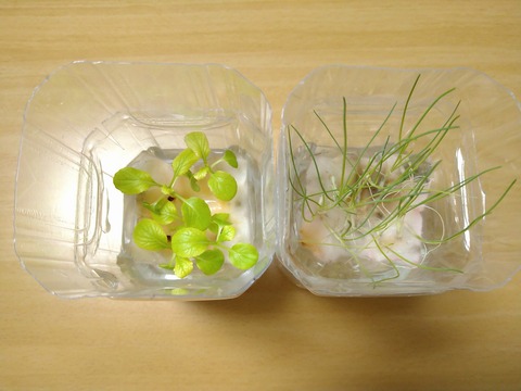 image-Plastic-bottle-hydroponic-cultivation_0125_2