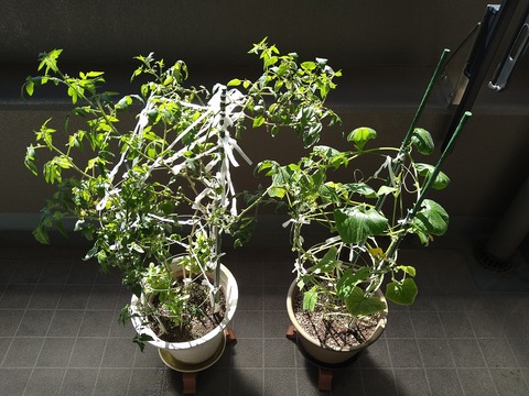 image-Home-Garden-Challenge-Cucumber_1009_1