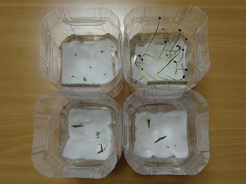 image-Plastic-bottle-hydroponic-cultivation_1119_2