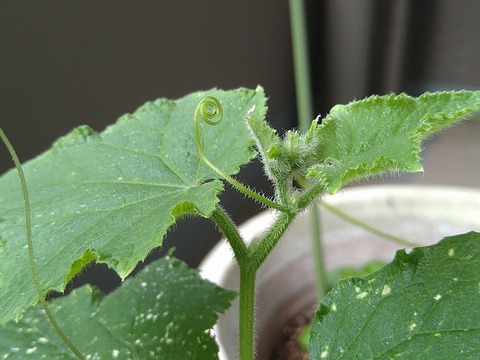 image-Home-Garden-Challenge-Radish_0701_4