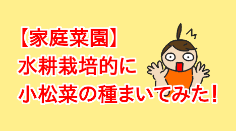 blog-title-I-planted-komatsuna-seeds