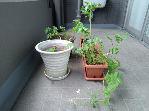 image-Home-Garden-Challenge-Radish_0615_4