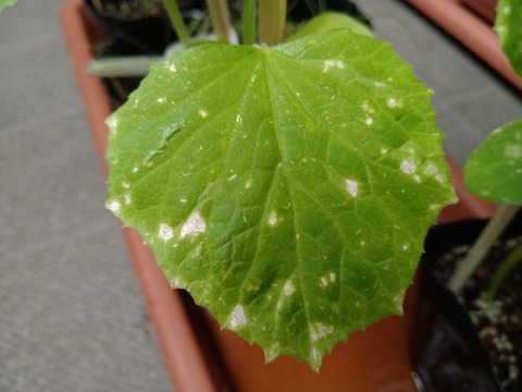 image-Home-Garden-Challenge-cucumber_4