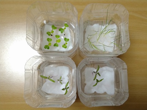 image-Plastic-bottle-hydroponic-cultivation_1216_2