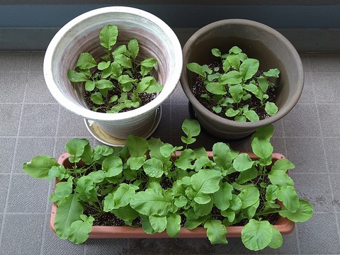 image-Home-Garden-Challenge-Radish_0503_1