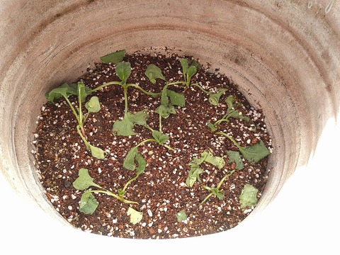 image-Home-Garden-Challenge-Radish_0424_7