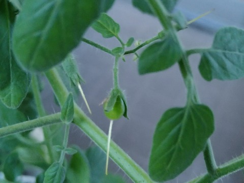 image-Home-Garden-Challenge-Cucumber_0916_2