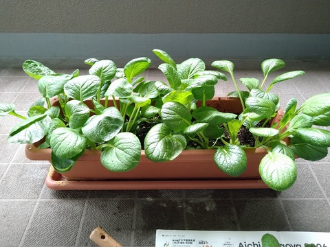 image-Komatsuna-grown-in-a-planter_3