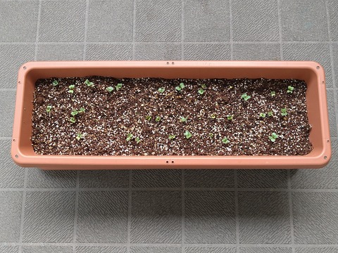 image-Home-Garden-Challenge-Radish_0408_1