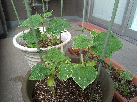 image-Home-Garden-Challenge-Radish_0701_3